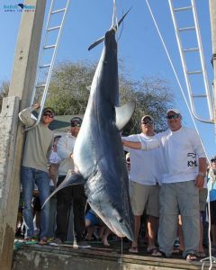 Shark Fishing Rods And Reel Combo