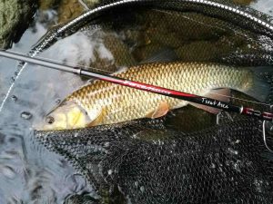 force master trout area fishing rod with chub