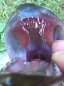 Pike teeth Pike teeth