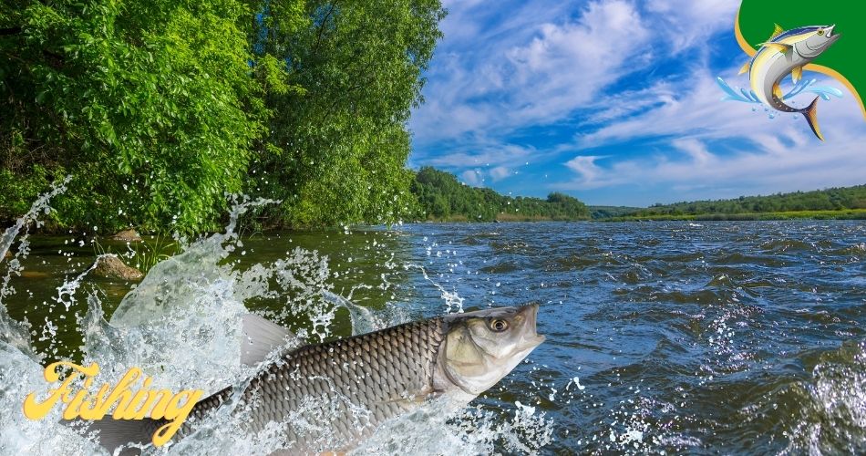 florida fishing charters