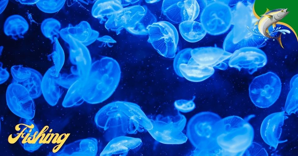 jelly fish lights